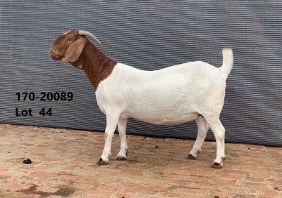 1x BOER GOAT EWE FLOCK PREGNANT FOURIE BOERBOKSTOET