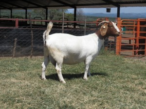 1x BOER GOAT EWE STUD MARHAN BOERBOKSTOET