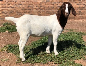 1x BOER GOAT EWE STUD PREGNANT ROOIBOSKLOOF BOERBOKSTOET