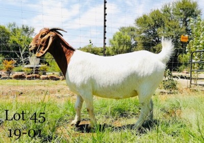 1x BOER GOAT EWE STUD PREGNANT AGRIFOND