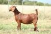 1x KALAHARI RED EWE FLOCK PREGNANT ANTON & RICKUS BOTHMA