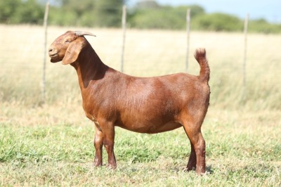 1x KALAHARI RED EWE FLOCK PREGNANT ANTON & RICKUS BOTHMA