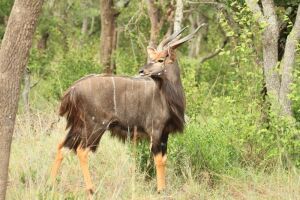 LOT 88  10x NJALA BUL/NYALA BULLS (PER STUK OM LOT TE NEEM/PER PIECE TO TAKE THE LOT)