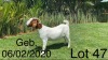 WITHDRAW - 1X BOER GOAT EWE STUD SEKELBOS BOERBOKSTOET