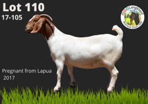 1X BOER GOAT EWE STUD PREGNANT LANGKLOOF BOERBOKSTOET