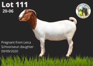 1X BOER GOAT EWE FLOCK COLOR PREGNANT LANGKLOOF BOERBOKSTOET