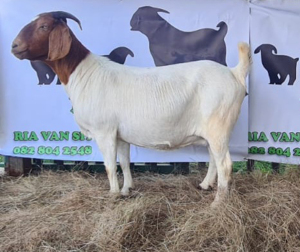 WITHDRAW - 1x BOER GOAT EWE DELTRADE BOERBOKSTOET