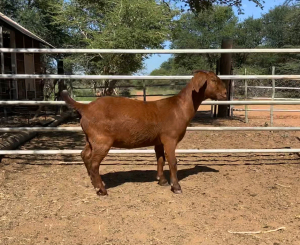 1x KALAHARI RED EWE FLOCK PREGNANT LANGPAD KALAHARI REDS