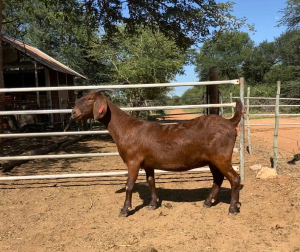 WITHDRAW - 1x KALAHARI RED EWE FLOCK LANGPAD KALAHARI REDS