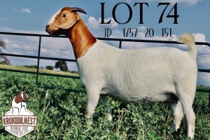 1X BOER GOAT EWE STUD PREGNANT KROKODILNEST BOERBOKSTOET