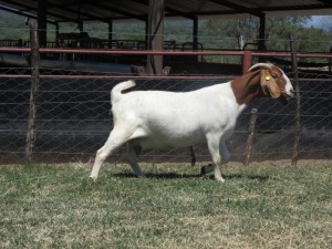 1x BOER GOAT EWE MARHAN BOERBOKSTOET