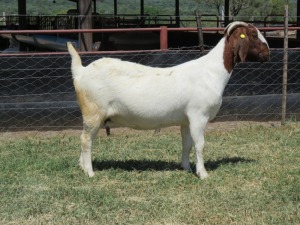 WITHDRAW - 1x BOER GOAT EWE MARHAN BOERBOKSTOET