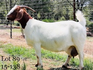 WITHDRAW - 1x BOER GOAT EWE AGRIFOND