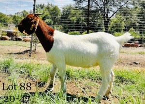 1x BOER GOAT EWE STUD PREGNANT AGRIFOND