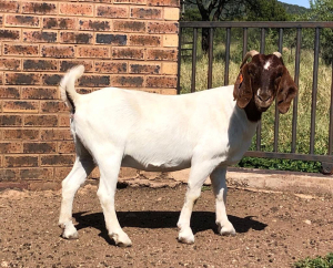 1x BOER GOAT EWE FLOCK PREGNANT ROOIBOSKLOOF BOERBOKSTOET