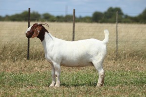 1x BOER GOAT EWE STUD PREGNANT ANTON & RICKUS BOTHMA