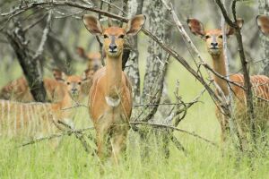 LOT 90 8x NJALA OOI/NYALA EWE (PER STUK OM LOT TE NEEM/PER PIECE TO TAKE THE LOT) PHOTO EXAMPLE OF SPECIE