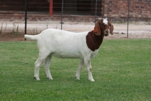 1X BOER GOAT EWE STUD BOSLAND BOERDERY