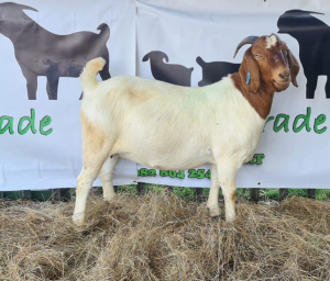 WITHDRAW - 1x BOER GOAT EWE DELTRADE BOERBOKSTOET