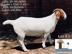 1x BOER GOAT EWE STUD PREGNANT ARBEIDSAAMHEID