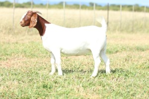 1x BOER GOAT EWE STUD PREGNANT ANTON & RICKUS BOTHMA