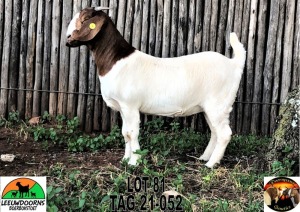 WITHDRAW - 1x BOER GOAT EWE LEEUWDOORNS BOERBOKSTOET