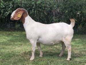 1x BOER GOAT EWE STUD PREGNANT BRAAM VAN DER MERWE BOERDERY