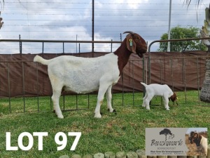 1+2x BOER GOAT EWE STUD BENCHMARK BOERBOKSTOET