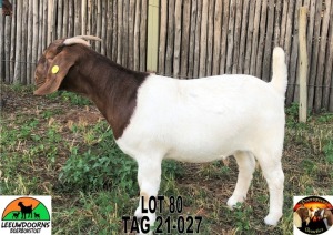 1x BOER GOAT EWE FLOCK COLOR LEEUWDOORNS BOERBOKSTOET