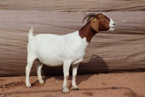 WITHDRAW - 1X BOER GOAT EWE STUD GJ FOURIE BOERBOKSTOET