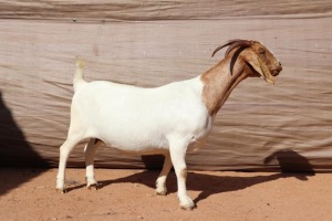 1X BOER GOAT EWE STUD PREGNANT GJ FOURIE BOERBOKSTOET