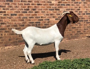 WITHDRAW - 1x BOER GOAT EWE ROOIBOSKLOOF BOERBOKSTOET