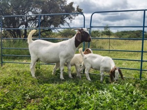 WITHDRAW - 1+2x BOER GOAT EWE ELYSIUM 