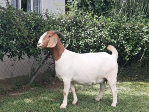 1x BOER GOAT EWE STUD PREGNANT BRAAM VAN DER MERWE BOERDERY