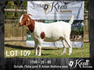 1X BOER GOAT EWE FLOCK COLOR PREGNANT KOATI BOERBOKSTOET