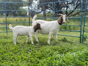 1+1x BOER GOAT EWE FLOCK ELYSIUM 