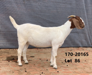 1x BOER GOAT EWE FLOCK PREGNANT FOURIE BOERBOKSTOET