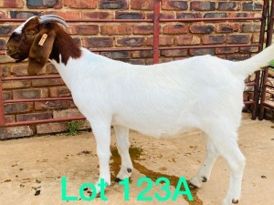 WITHDRAW - 2x BOER GOAT EWE SCHOONHEID BOERBOKSTOET (BUY PER ANIMAL TO TAKE LOT)