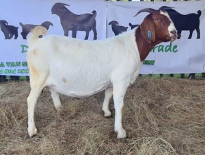 WITHDRAW - 3x BOER GOAT EWE DELTRADE BOERBOKSTOET (BUY PER ANIMAL TO TAKE LOT)