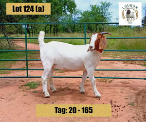 3X BOER GOAT EWE FLOCK PREGNANT LOURON BOERBOKSTOET (BUY PER ANIMAL TO TAKE LOT)