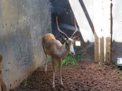 LOT 95 1x WHITE FLANKED IMPALA RAM