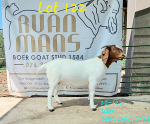 WITHDRAW - 1x BOER GOAT EWE RUAN MANS BOER GOAT STUD