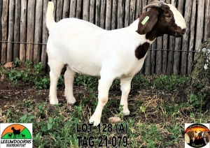 2x BOER GOAT EWE FLOCK WEAN LEEUWDOORNS BOERBOKSTOET (BUY PER ANIMAL TO TAKE LOT)