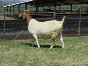 WITHDRAW - 2x BOER GOAT EWE MARHAN BOERBOKSTOET (BUY PER ANIMAL TO TAKE LOT)