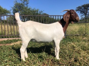 1x BOER GOAT EWE FLOCK ROOIBOSKLOOF BOERBOKSTOET