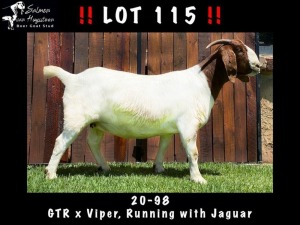 1x BOER GOAT EWE FLOCK PREGNANT SALMON VAN HUYSSTEEN BOER GOATS