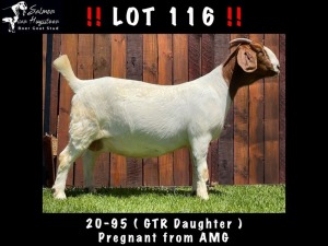 1+2x BOER GOAT EWE STUD SALMON VAN HUYSSTEEN BOER GOATS