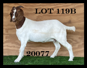 3x BOER GOAT EWE FLOCK, PREGNANT MYL 50 (BUY PER ANIMAL TO TAKE LOT)