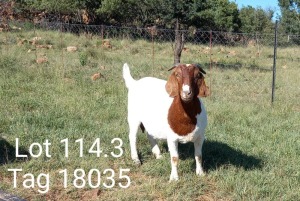 1x BOER GOAT EWE STUD PREGNANT MAKGAT BOERBOKSTOET