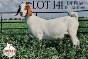 4+4X BOER GOAT EWE STUD, STUD, FLOCK, FLOCK PREGNANT KROKODILNEST BOERBOKSTOET (BUY PER ANIMAL TO TAKE LOT)